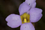 Southern butterwort